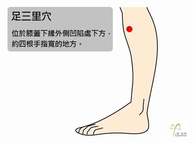足三里穴