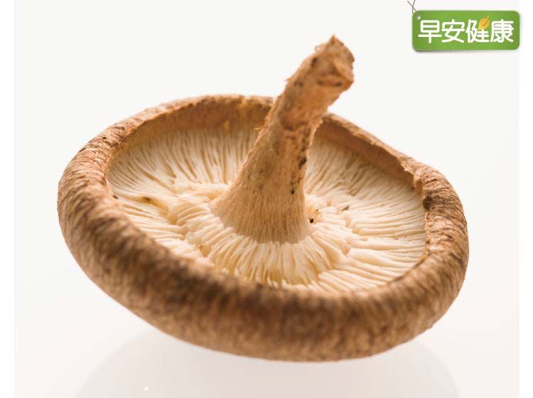 纖維