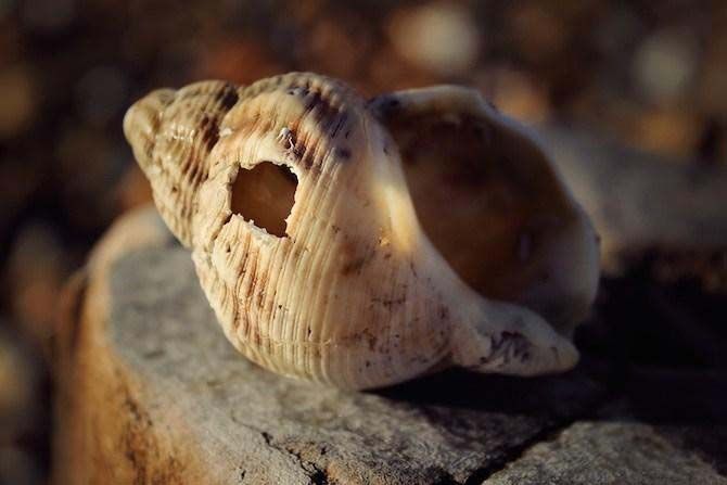 老化