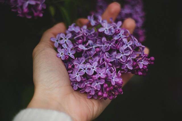 hand-flower-pixabay.jpg