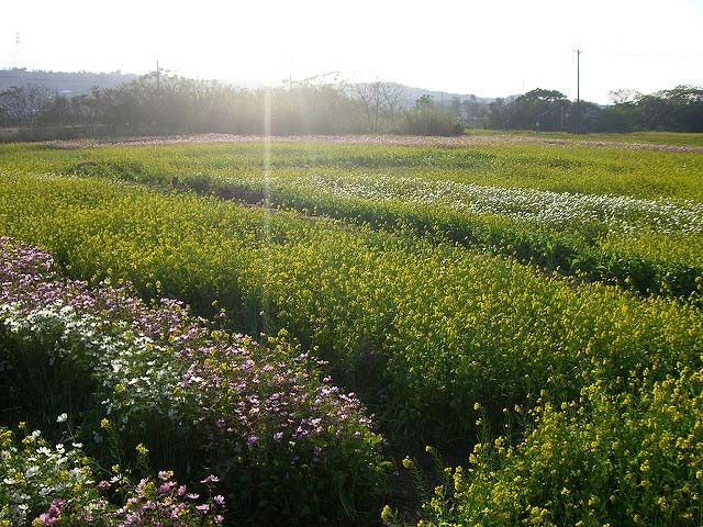 花田