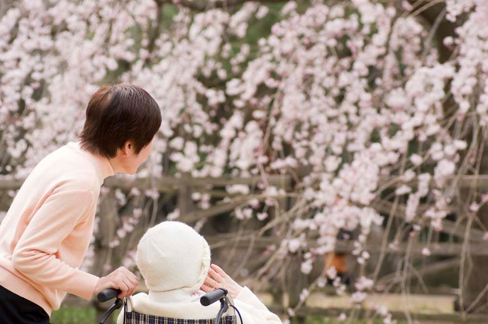 賞花