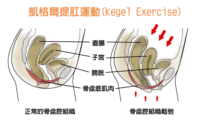 骨盆底肌