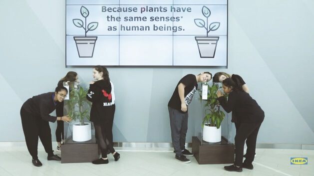 植物
