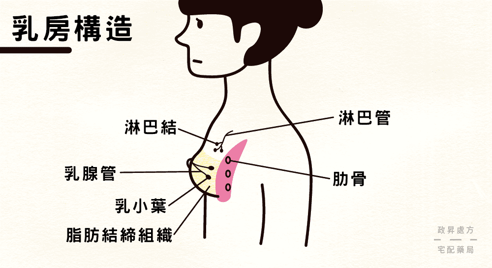 乳房