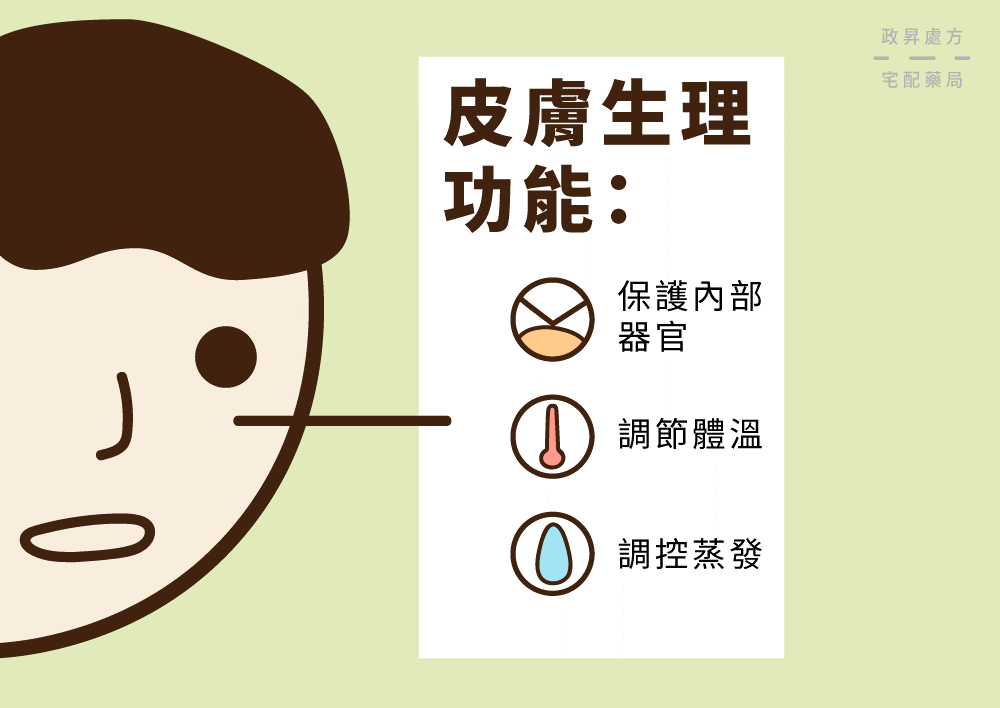 皮膚構造