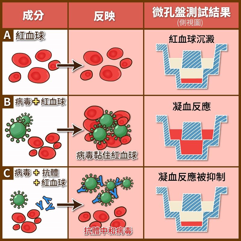 血球凝集抑制試驗結果說明