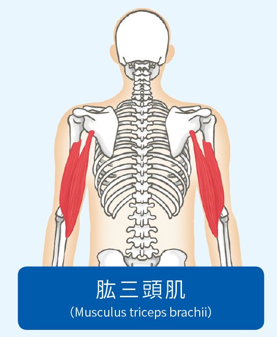 肌肉