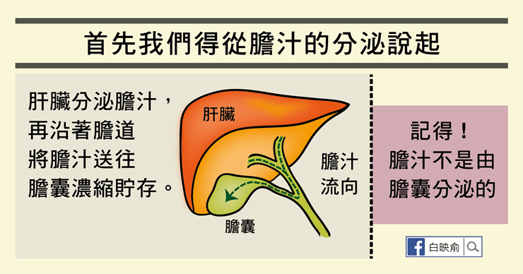 肝臟