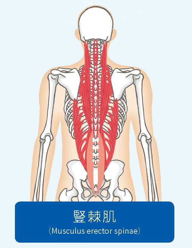 肌肉