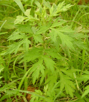 艾草