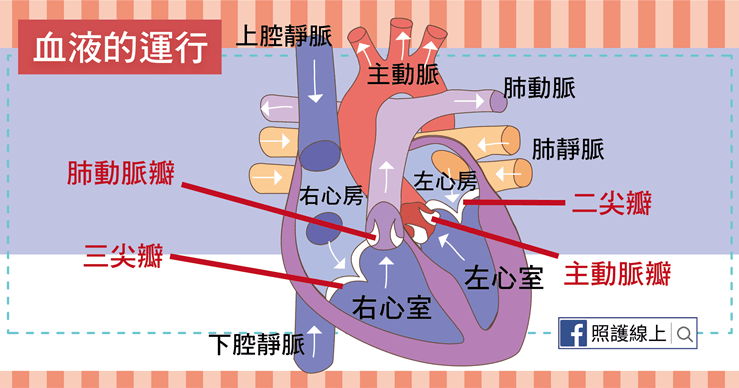 心臟