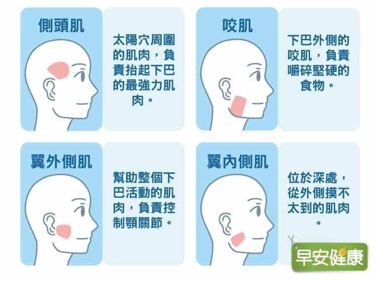 咀嚼肌