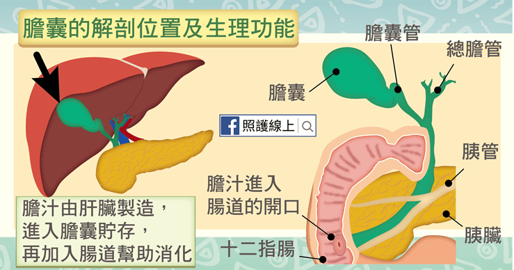 膽囊