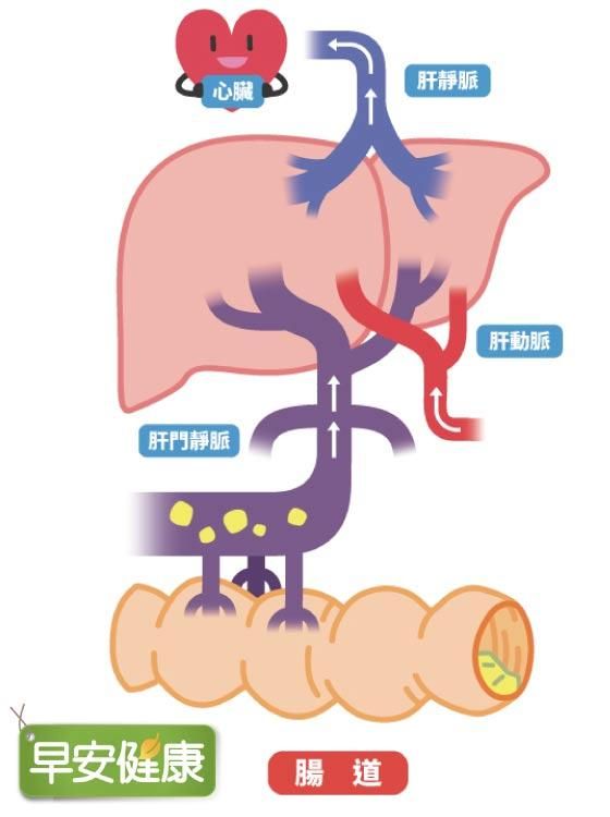 腸道健康