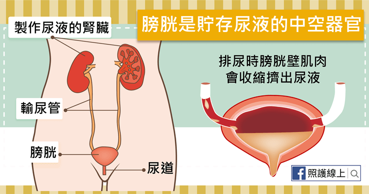 膀胱