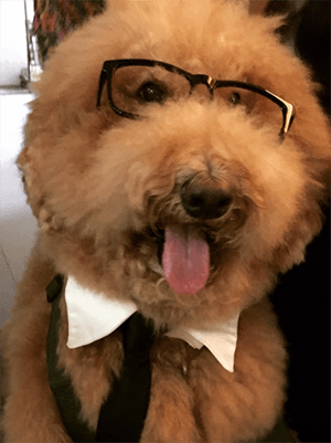 治療犬