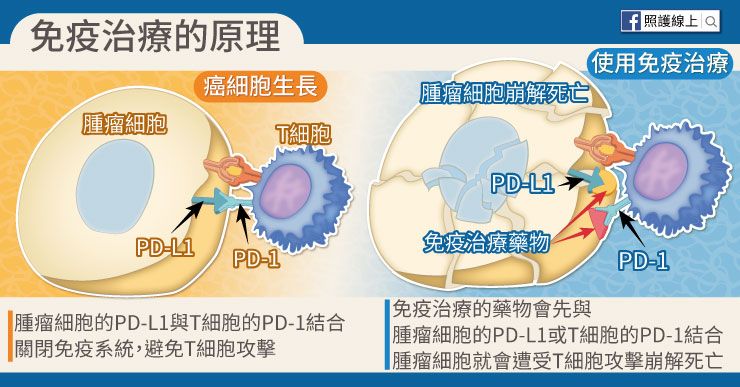肺癌免疫治療的原理