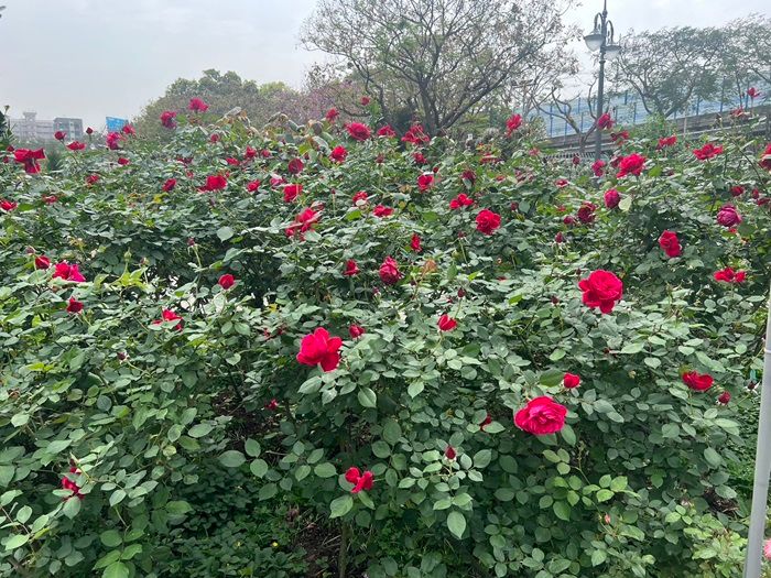 台北日照中心_花博日照中心鄰近臺北玫瑰園