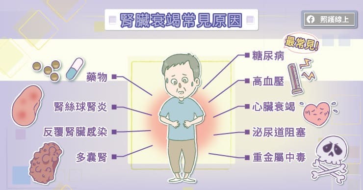 腎臟