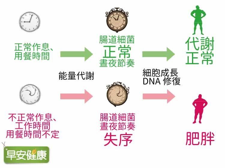 腸內菌相