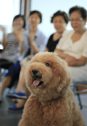 治療犬
