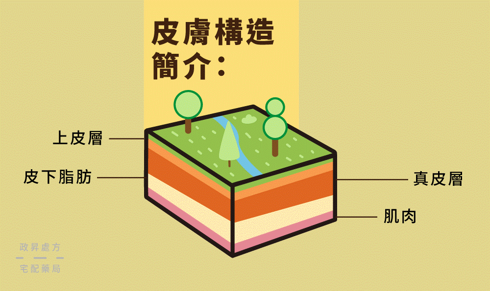 真皮層