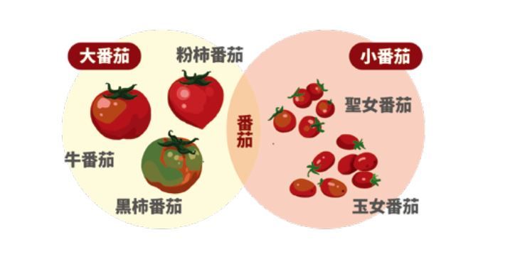 番茄