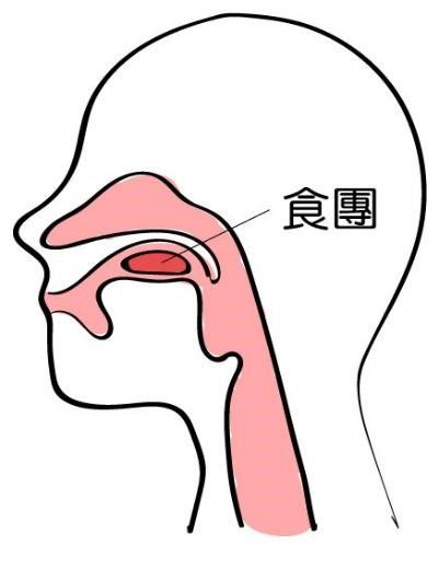 吞嚥準備