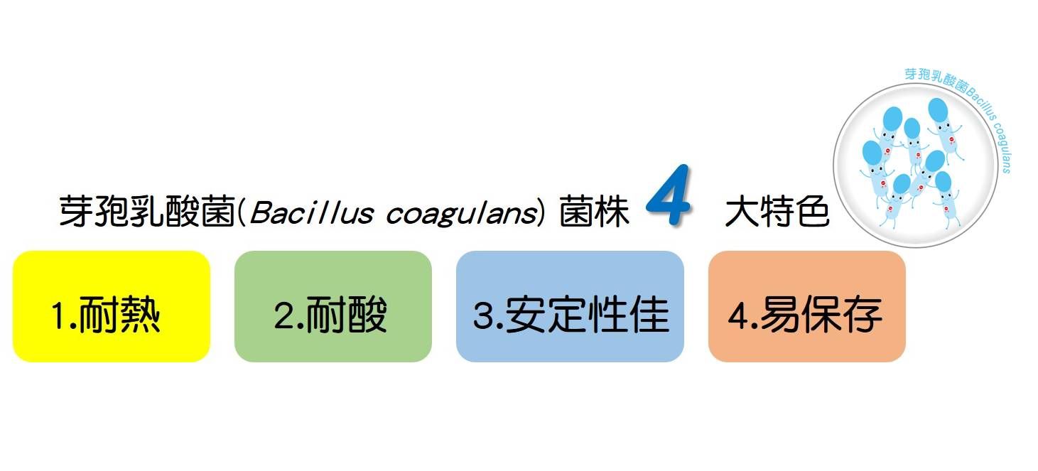 芽孢乳酸菌