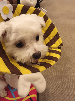 治療犬