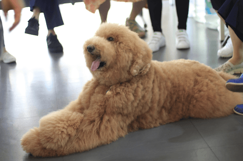 動物輔助治療