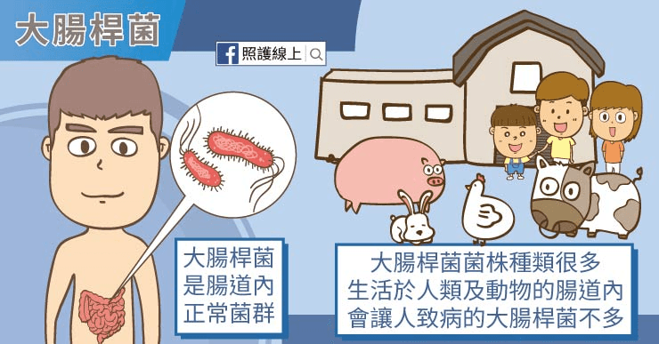 大腸桿菌