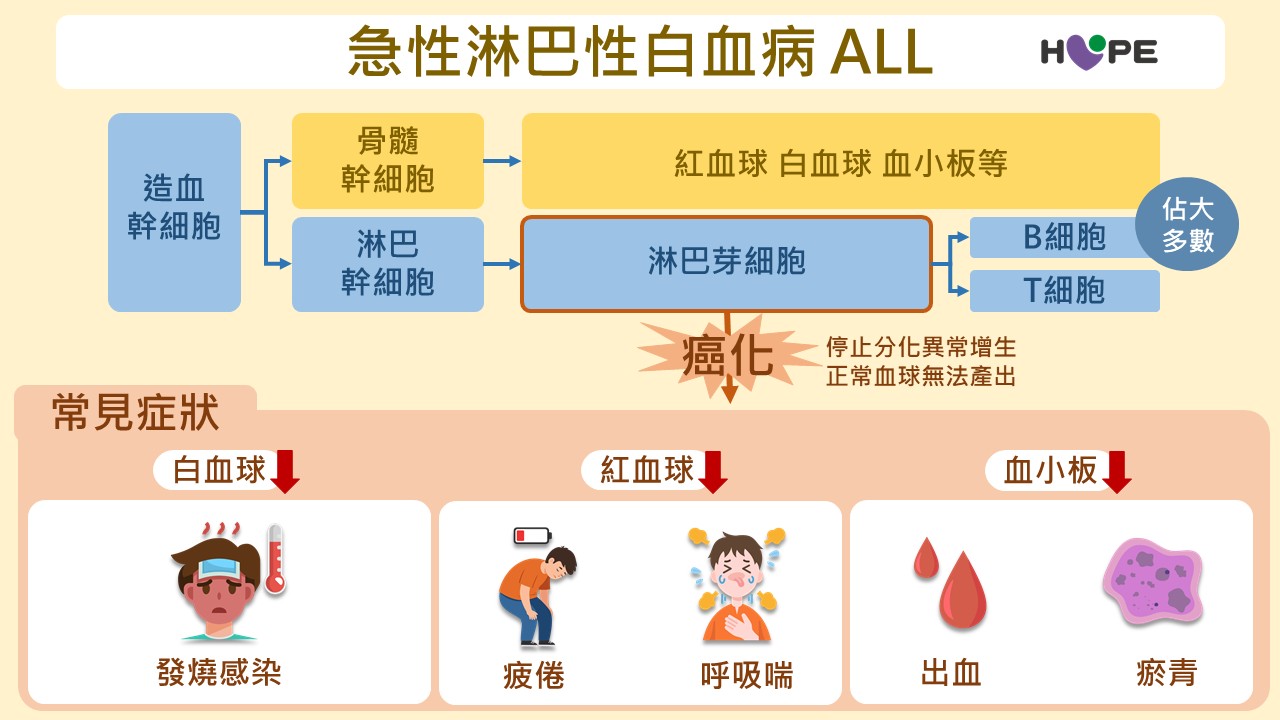 急性淋巴性白血病（ALL）：MRD陰性不代表零風險 掌握復發關鍵與新世代治療