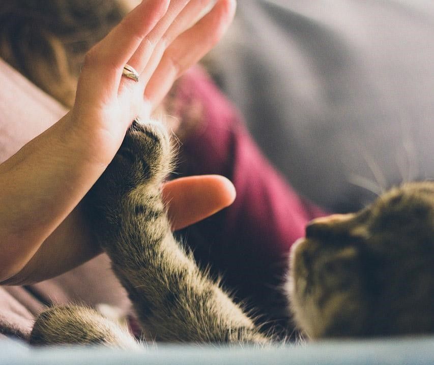 支持