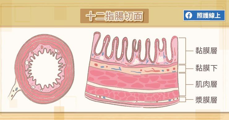 十二指腸