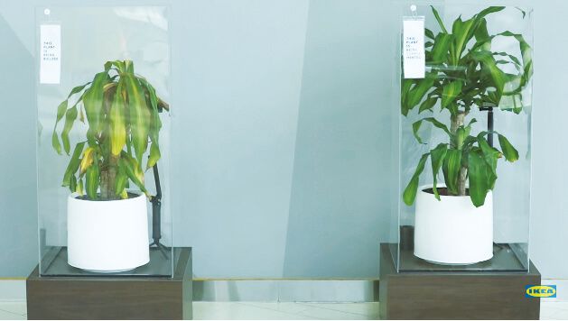 植物