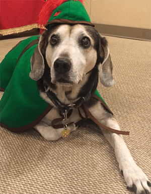 治療犬