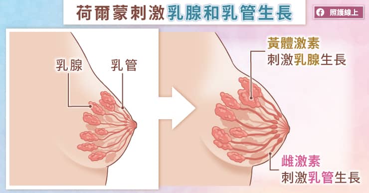 乳房