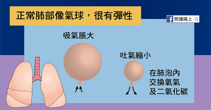 肺部