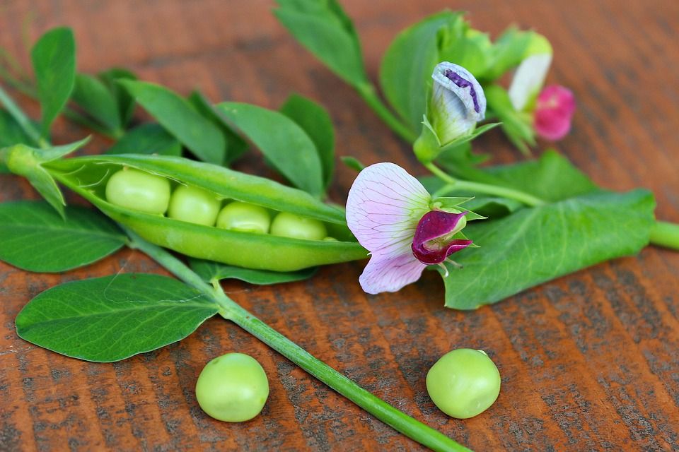 蔬菜