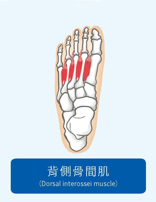 腳背