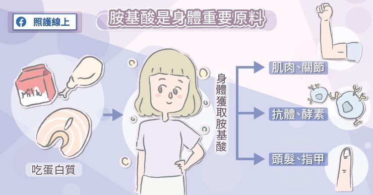 蛋白質