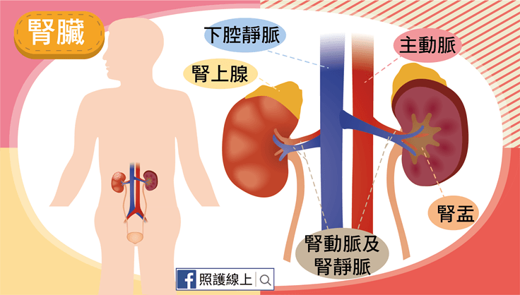 腎臟