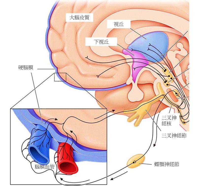 偏頭痛的原因之一就是來自腦膜周圍的三叉神經末梢纖維被活化而帶起的連鎖反應。(圖/陳世彬提供)