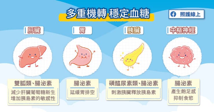 腸泌素多種機轉,幫助穩定血糖