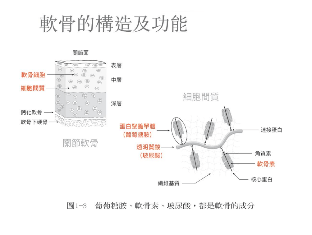 維骨力