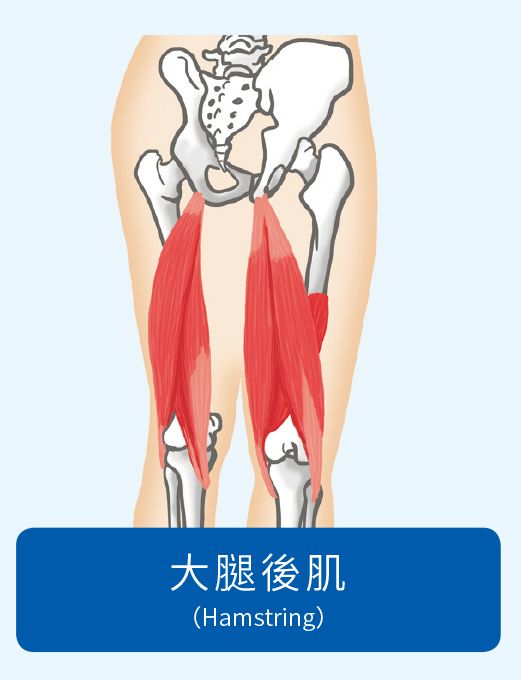 肌肉
