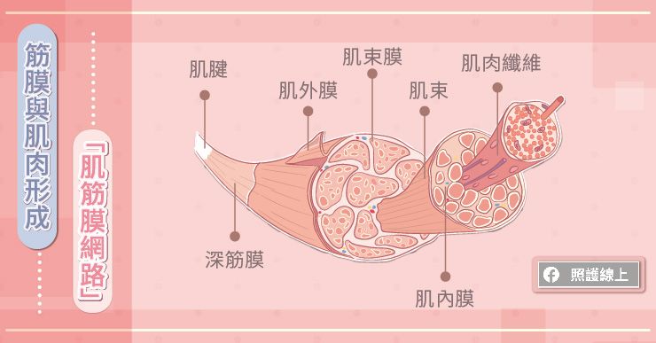 筋膜